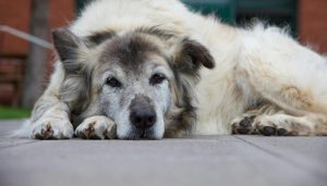 Fotografía de un perro, representando el duelo por una mascota y el proceso de afrontar la pérdida.